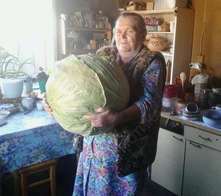 Крутятся серьезные бабки. Бабушка печет пирожки в русской печке. Бабушка с яблоками. Смешные мемы про бабушек. Бабули у подъезда.