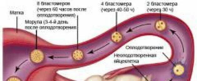 Где прикрепляется эмбрион. Седьмой день после инсеминации. 4 Сутки после оплодотворения. 7 День после оплодотворения.