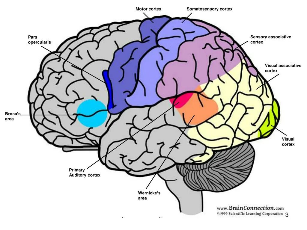 Локализация психических функций в коре головного мозга. Схема мозга человека нейропсихология. Строение головного мозга нейропсихология. Основные центры внимания