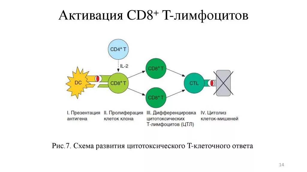 Клетки т 8. Активация т лимфоцитов схема. Активация и пролиферация cd8 t лимфоцитов. Cd8 лимфоциты функции. Активация т лимфоцитов иммунология кратко.