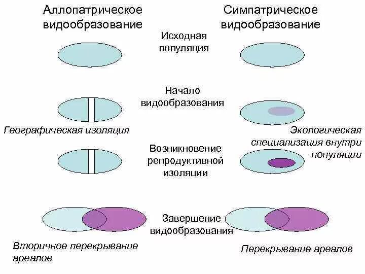 Аллопатрическая изоляция. Способы симпатрического видообразования схема. Аллопатрическое и симпатрическое видообразование. Аллопатрическое видообразование схема. Схема аллопатрического и симпатрического видообразования.