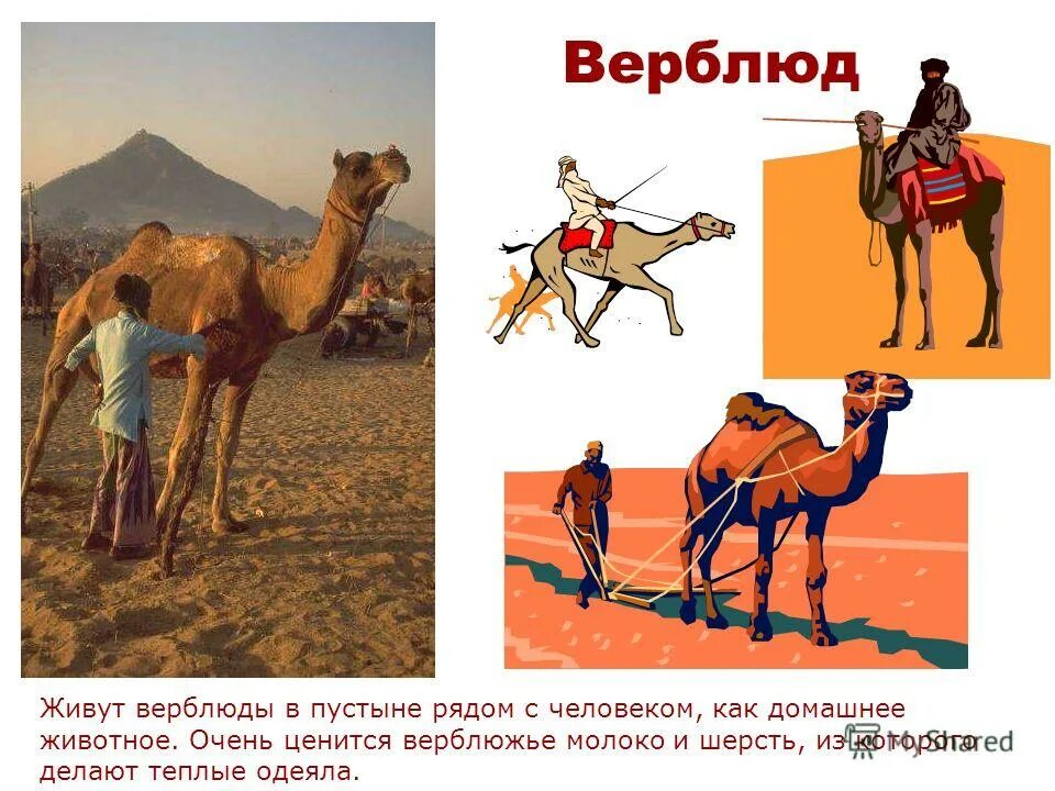 Верблюд значение слова. Верблюд в пустыне. верблюд презентация. презентация про верблюда для дошкольников. верблюд живет в пустыне.