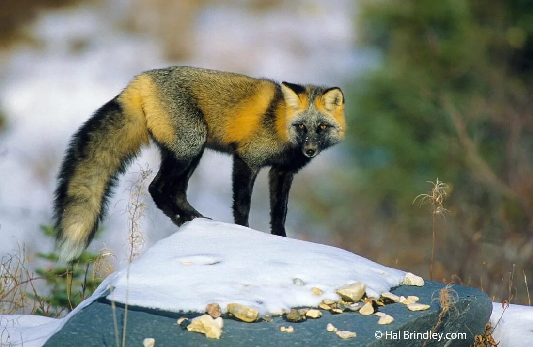 Most fox. Крестовка / Cross Fox. Лиса чернобурка крестовка. Чернобурка (сиводушка). Окрас лисы крестовка.