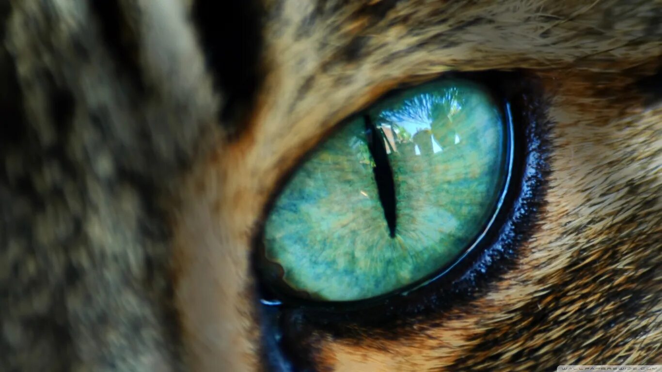 Глазки кошечки. Глаза кошки. Кошачий глаз. Зрачок кошки. Необычные глаза животных.