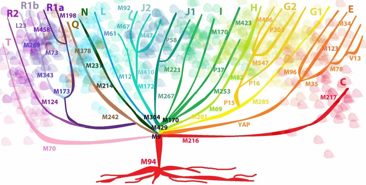Генетика деревьев. Дерево гаплогрупп y-ДНК человека. ДНК генеалогия гаплогруппы народов.