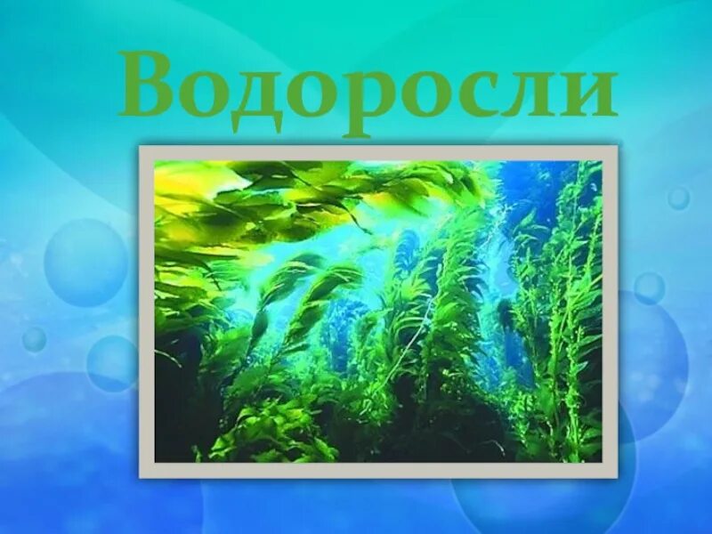4 класса водорослей