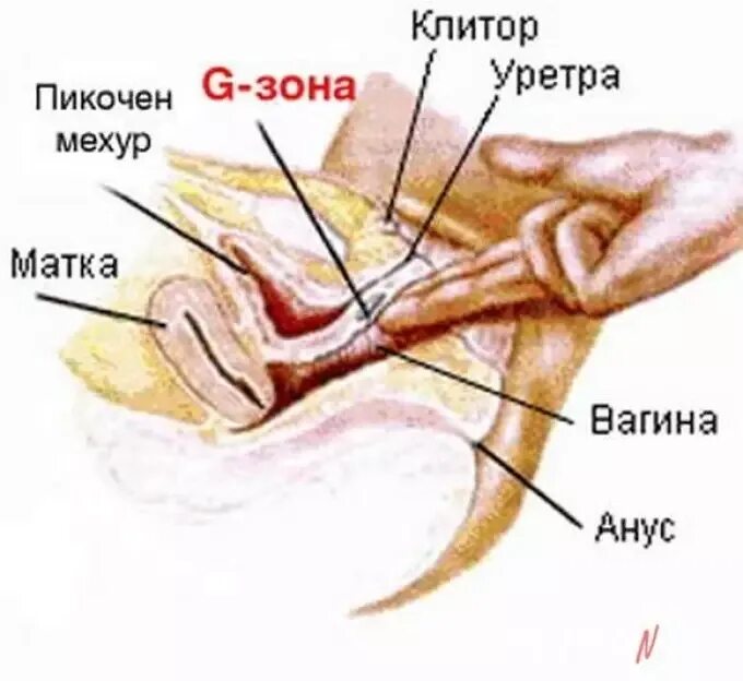 Какая Поза Для Сквирта