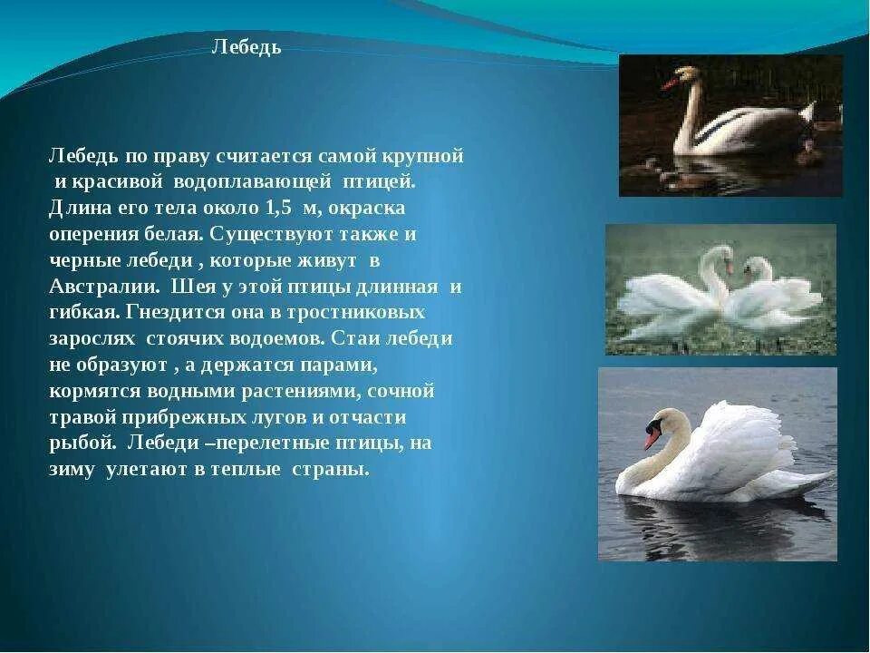Пьеса лебедь. Лебеди толстой. Лебедь для презентации. Рассказ лебеди тема. Сообщение о лебедях.