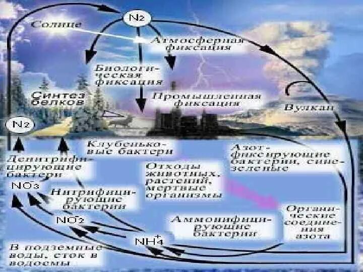 Биосфера является глобальной. Биосфера является глобальной
