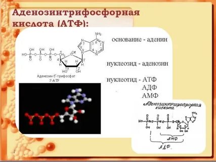 Что входит в атф