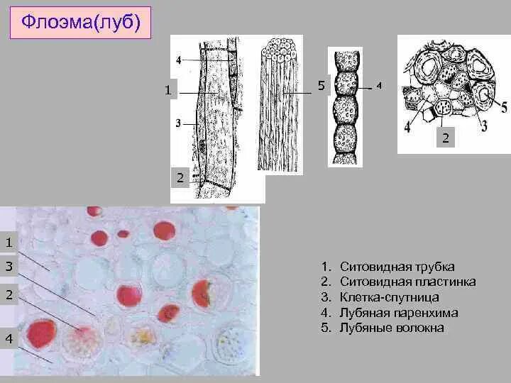 Паренхима флоэмы. Луб флоэма. Ситовидные клетки флоэмы. Клетки спутницы флоэмы