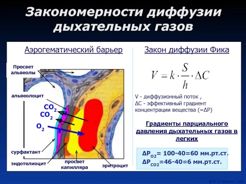 Диффузное дыхание характерно для. Аэрогематический барьер. Структуры аэрогематического барьера физиология. Диффузия газов через аэрогематический барьер. Диффузионный барьер физиология.