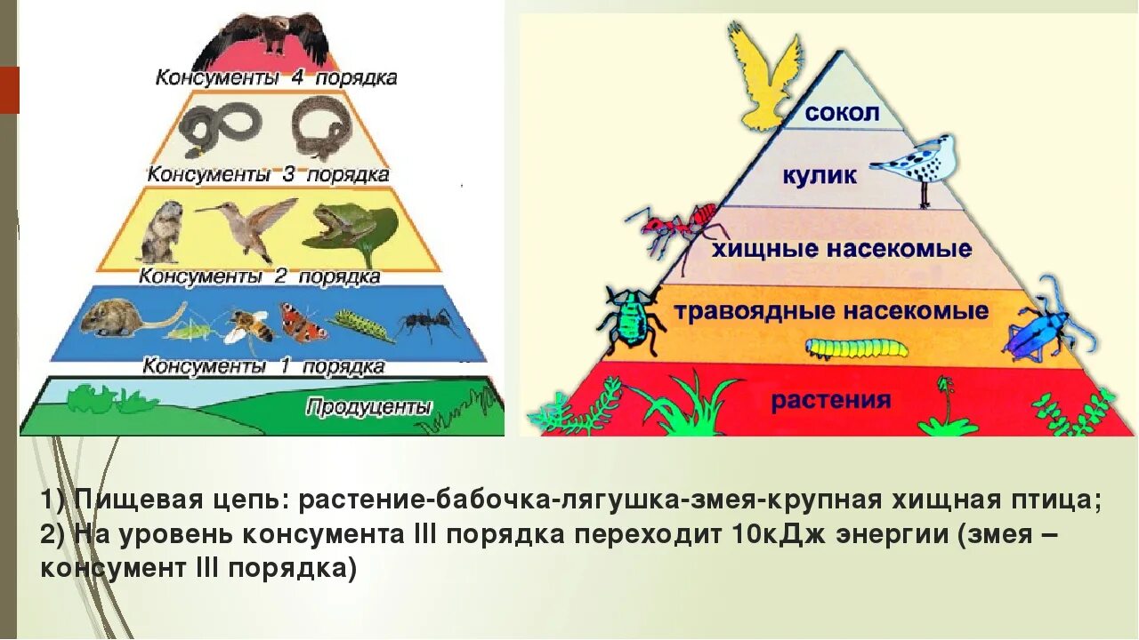 Консумент 1 го уровня