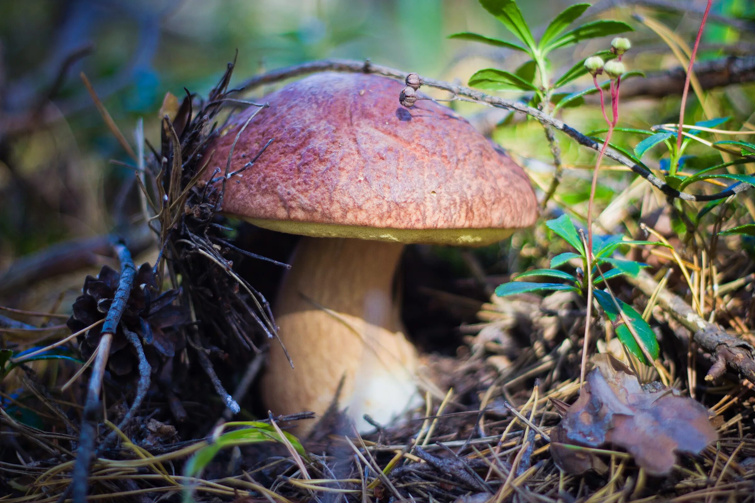 Гриб Боровик. Полевой Боровик. Боровик двухцветный Boletus bicolor. Австралийский Боровик гриб. Про боровик