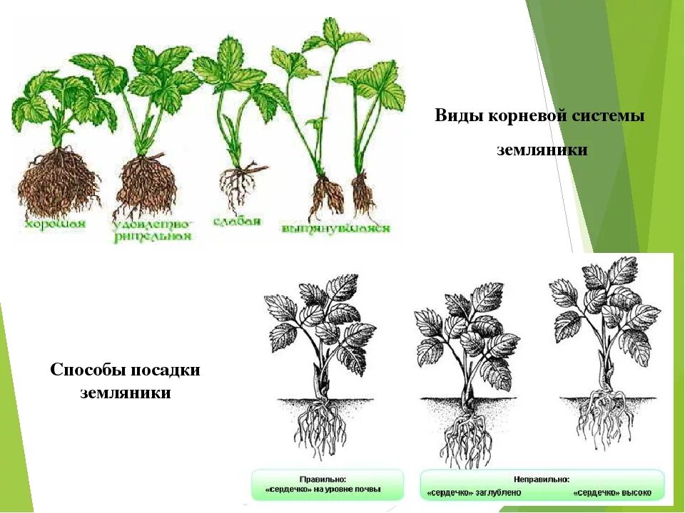 Корневая клубники. Корни клубники ремонтантной. Корневая шейка рассады земляники. Корневая система клубники. Корневая система земляники ремонтантной.