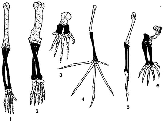 Пояс передних конечностей у млекопитающих. Скелет передней конечности крота. Строение верхней конечности анатомия. Строение скелета передних конечностей. Скелет верхних конечностей млекопитающих.
