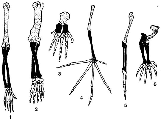 Функция скелета передних конечностей. Скелет передних конечностей позвоночных. Скелет конечности крота. Строение скелета передних конечностей позвоночных. Скелет передней конечности крота.