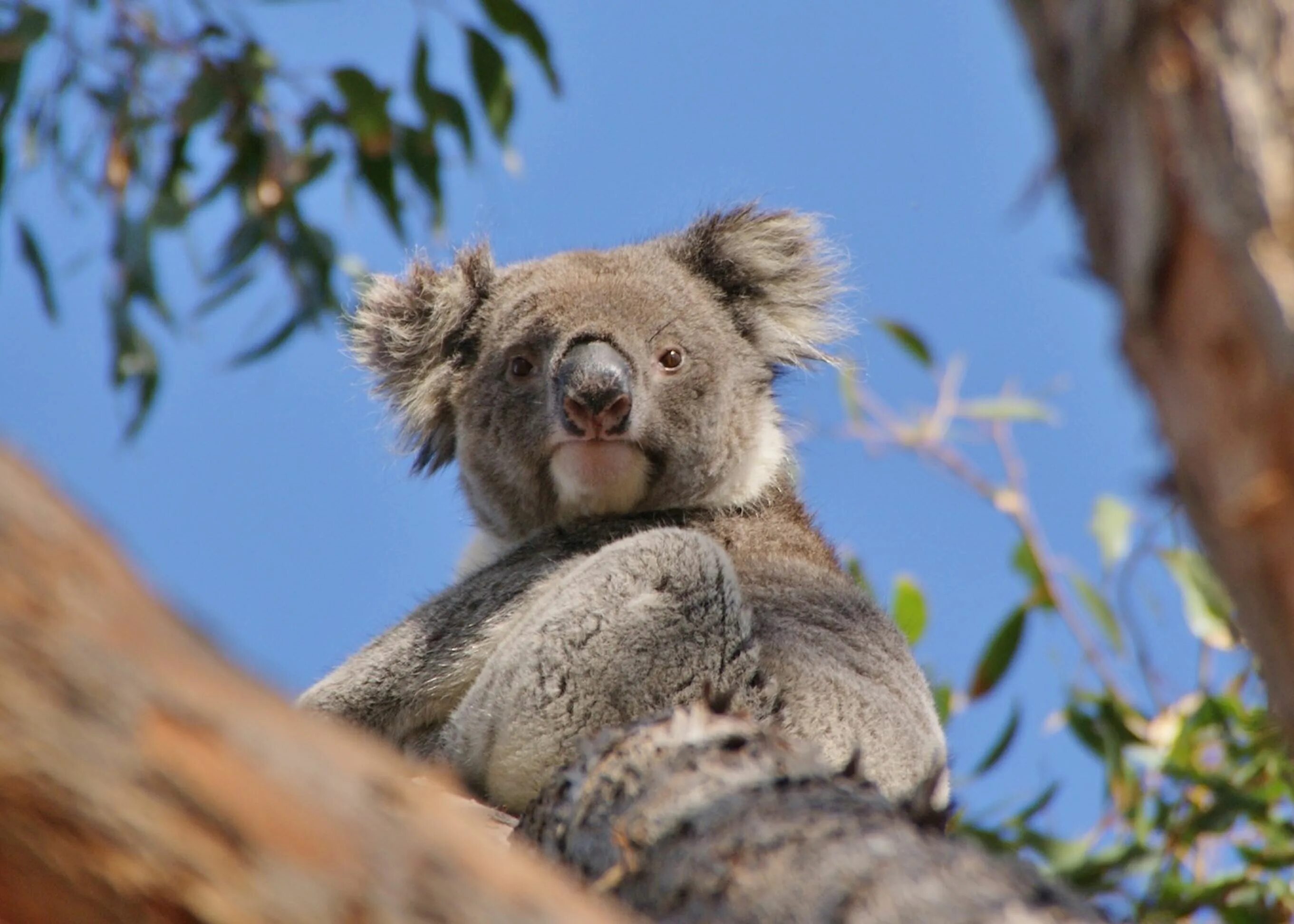 Остров кенгуру (Kangaroo Island). Австралия кенгуру и коала. Национальный парк Флиндерс Чейз. Остров коала. Коала остров