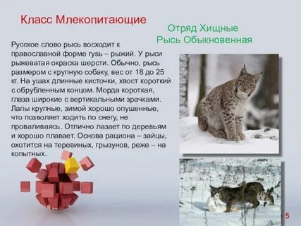 Млекопитающие предложения