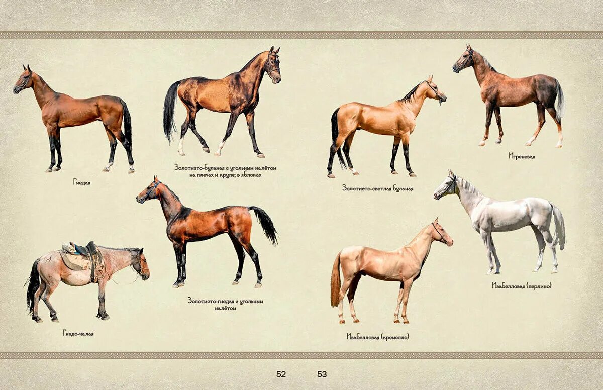 Разные породы лошадей. Масти лошадей названия. Масти лошадей с фотографиями. Породы лошадей с фотографиями. Телосложение лошади 5 букв