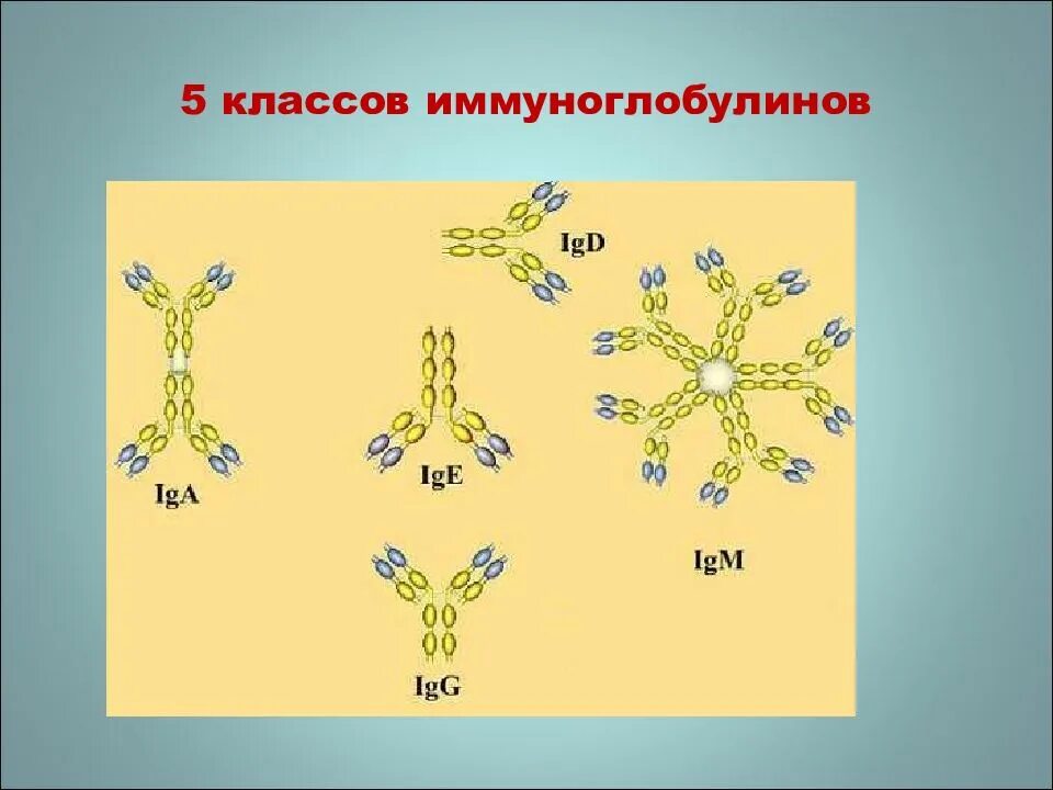 Пять классов иммуноглобулинов. Антитела-иммуноглобулины 5 классов. Иммуноглобулины человека классификация. Строение 5 классов иммуноглобулинов. Инфекционный иммуноглобулин