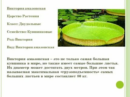 Самые самые в мире листьев