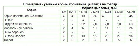 Чем кормить цыплят первый месяц