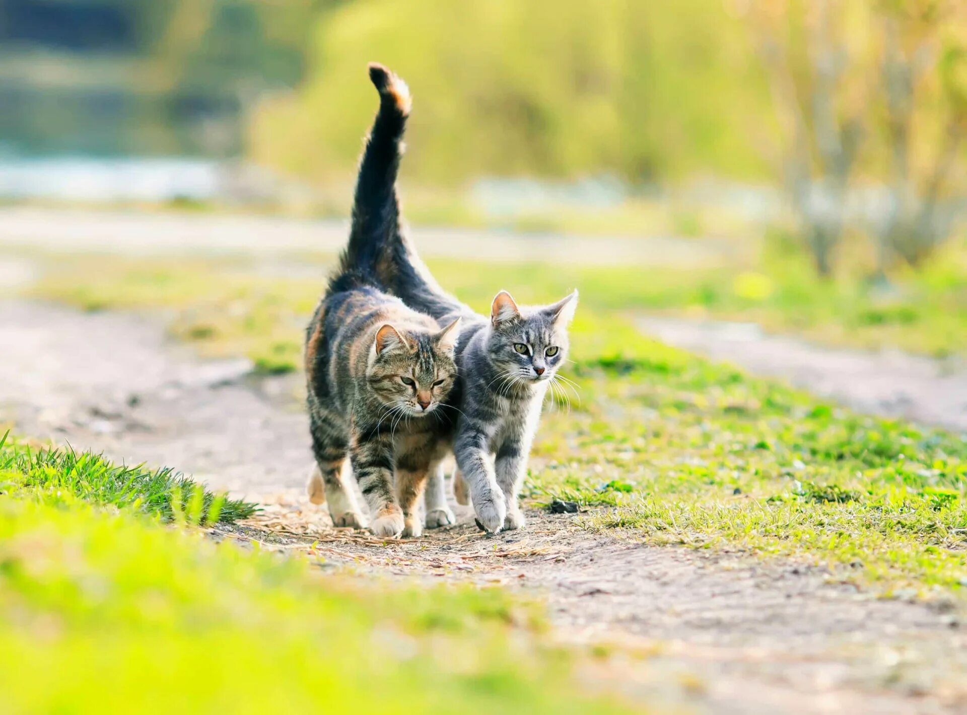 Звуки гуляющих котов. Кот на прогулке. Кошка зовёт кота в брачный период. 2 Кошки весной. Кот гуляет звук.