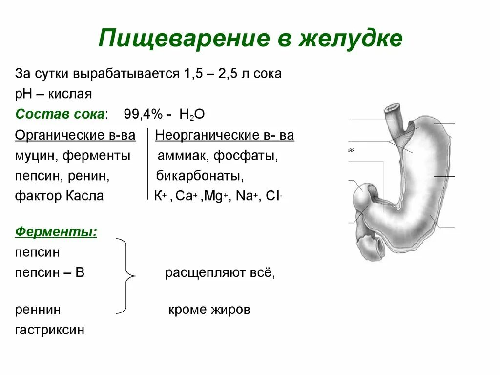 Основные пищеварительные процессы в желудке. Пищеварение в желудке. Состав желудочного сока. Физиология. Пищеварительный сок желудка таблица. Процесс пищеварения в желудке схема. Строение желудка кратко