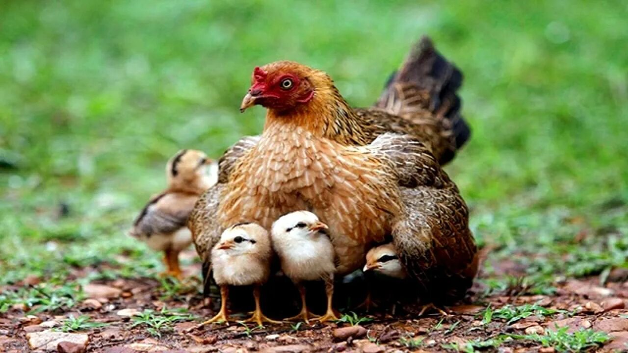 Пестрая наседка. Курочканасетка с цыплятамим. Курочка наседка с цыплятами. Курица наседка Квочка. Цыплята фазана.