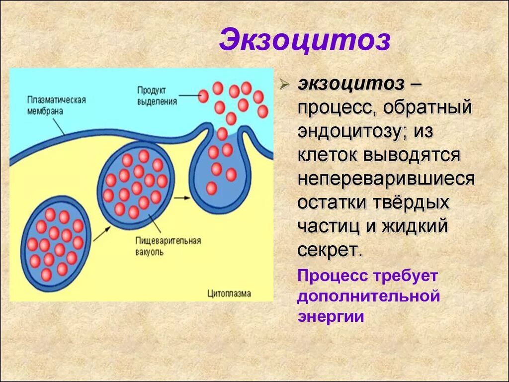 Экзоцитоз клеточная мембрана. Фагоцитоз пиноцитоз экзоцитоз. Конститутивный экзоцитоз.