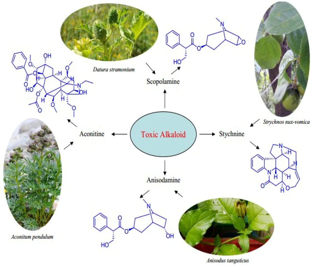 Poison plant. Poisonous Plants. Берил Токсис. Poison Plants to Cattle picture from edu.. Terrestrial Plant Toxins.