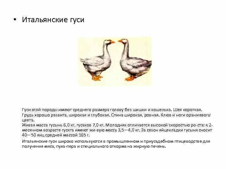 Сколько сидит гусыня. Шадринские гуси описание породы. Шадринская порода гусей. Породы гусей для домашнего разведения на мясо.