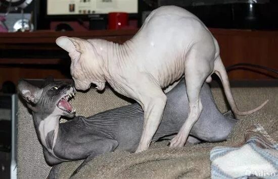 Приспособление для вязки собак. Искусственное осеменение собак. Искусственное спаривание собак. Вязка у собак маленьких пород. Вязка у собак.