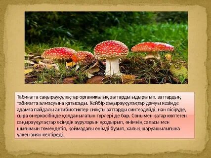 Порно: Орманға саңырауқұлақ теруге бардым