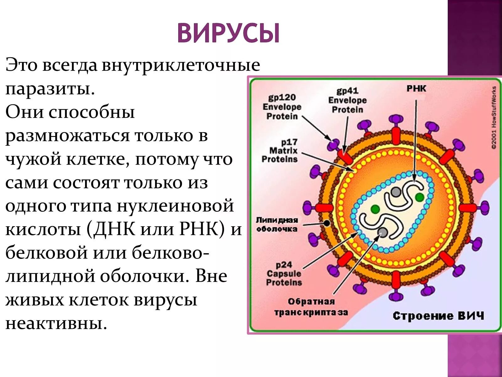 Почему вирусы можно