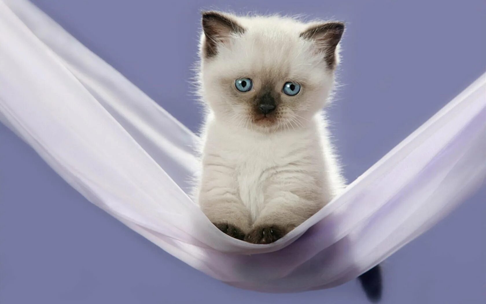 Какие нибудь кошечки. Красивые котята. сиамские котята. сиамская кошка. красивые кошечки.
