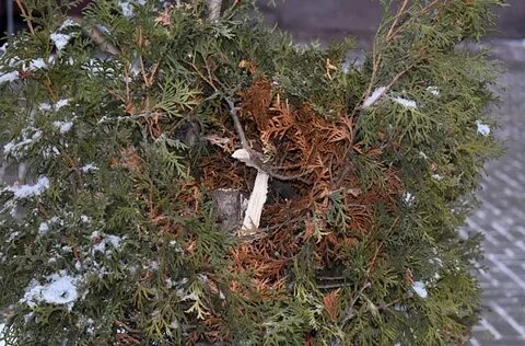 Погибает туя