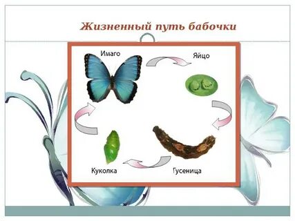 Как называется превращение гусеницы в бабочку