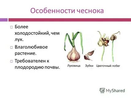 Карта чеснок