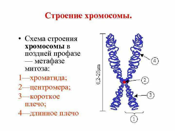 Схема строения метафазной хромосомы. Хромосомы строение и функции. Структура метафазной хромосомы. Строение хромосом кратко. Внутреннее строение хромосом