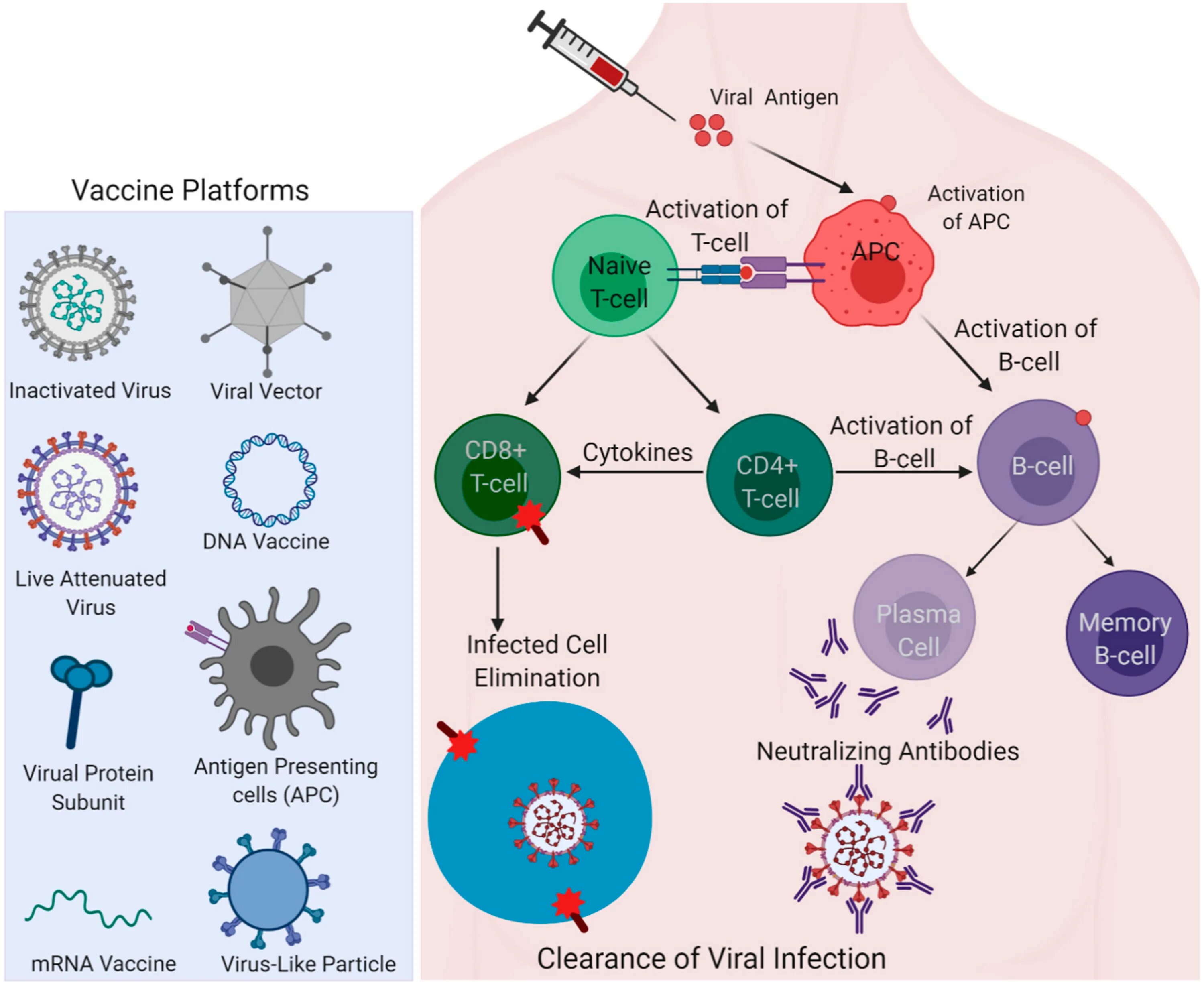 Вакцины sars. Вакцины SARS-cov-2 механизм действия. Иммунологические механизмы действия вакцин. Первичный и вторичный иммунный ответ. Адаптивный иммунный ответ при SARS cov 2.