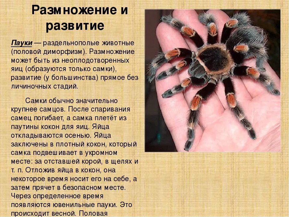 Тип развития паукообразных. Размнодениепаукообразных. развитие паукообразных. размножение и развитие паукообразных. пауки размножение.
