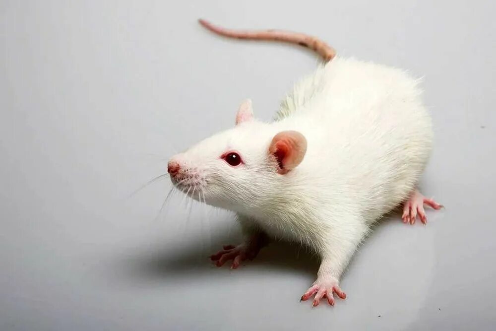 Best Rat Poison Photos Stock Photos, Pictures & Royalty-Free Images - iStock