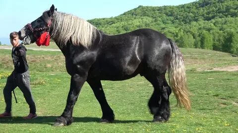 Cai ссылка