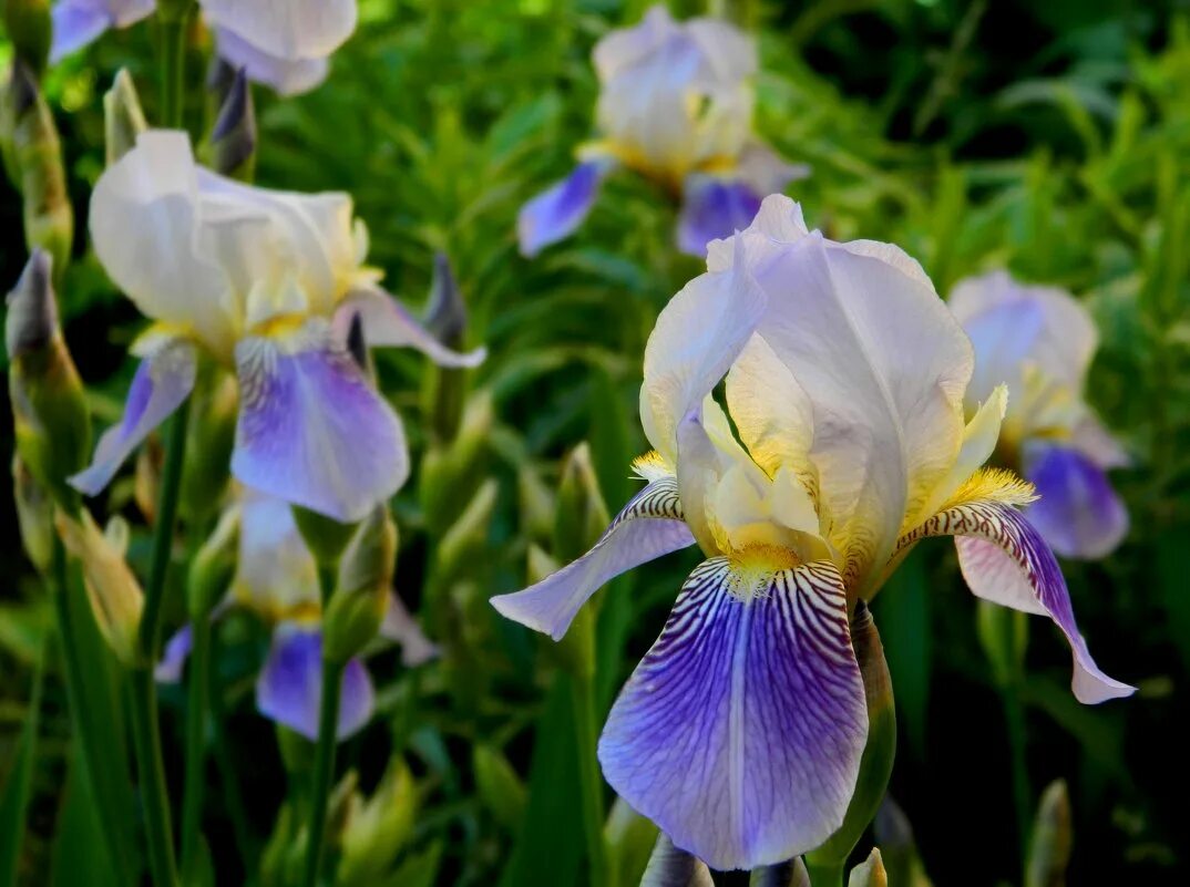 Есть ирис расцвел ирис. Ирис сочинский. Ирис сергей николаевич локтев. Ирис галлз уинг (сибирский). Есть ирис расцвел ирис.