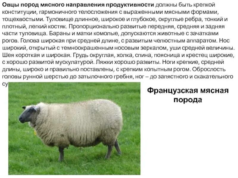 Описание овечки