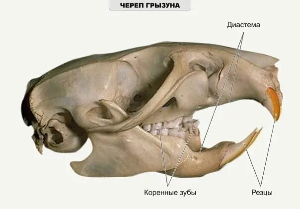 Какую особенность имеют резцы у грызунов. Зубная система грызунов и зайцеобразных. Строение крысиной челюсти. Анатомия зубов зайцеобразные. Челюсти морской свинки анатомия.