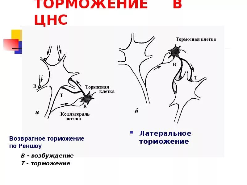 Процесс возбуждения нервных клеток. Процесс торможения в ЦНС физиология. Процесс возбуждения и торможения в нервной системе схема. Возбуждение и торможение в ЦНС. Виды торможения.. Схема центрального торможения физиология.