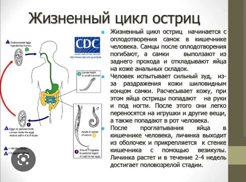 Острицы как размножаются в организме. Острица жизненный цикл в организме человека.